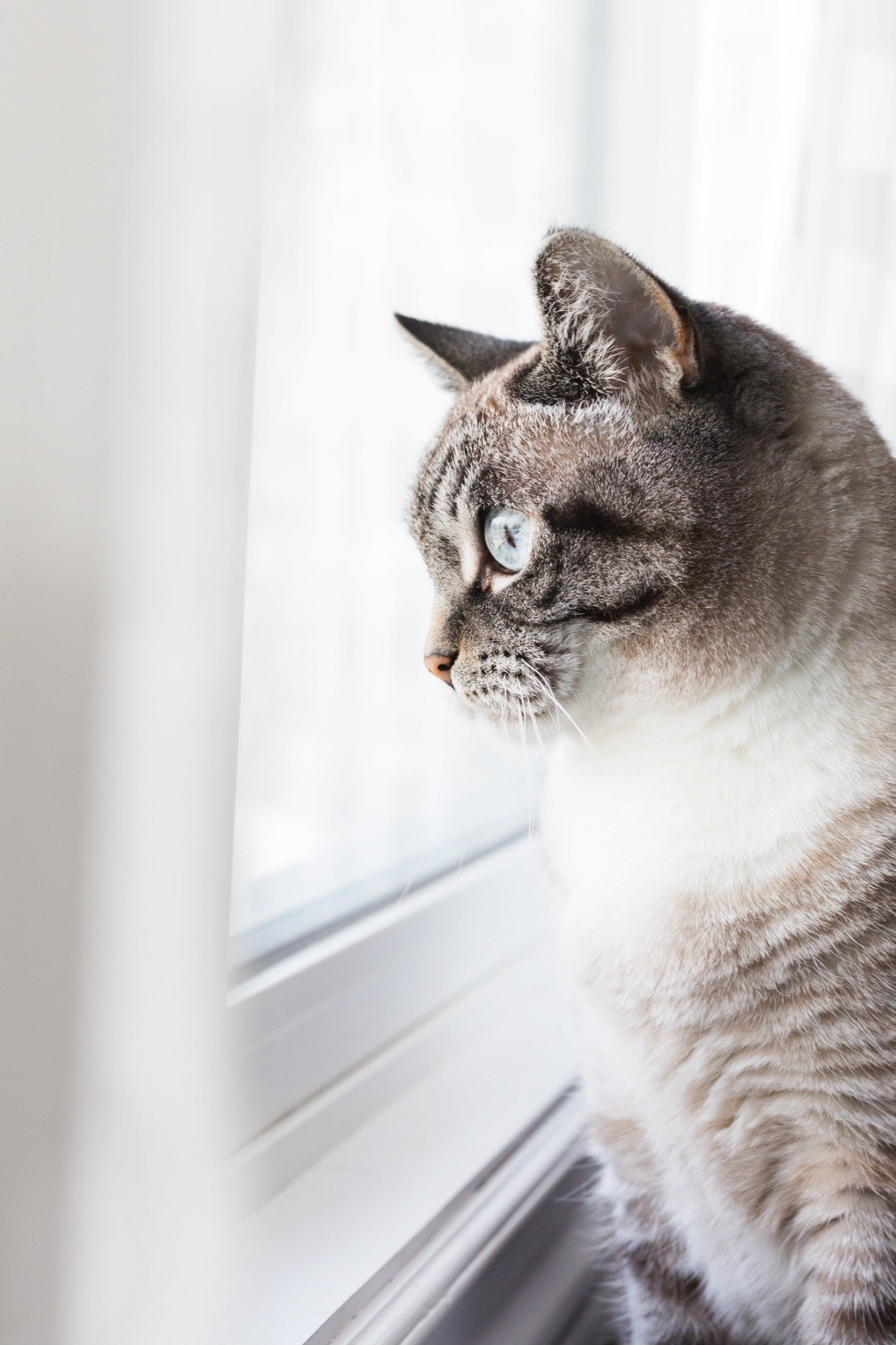Original photograph of a cat sitting at a window